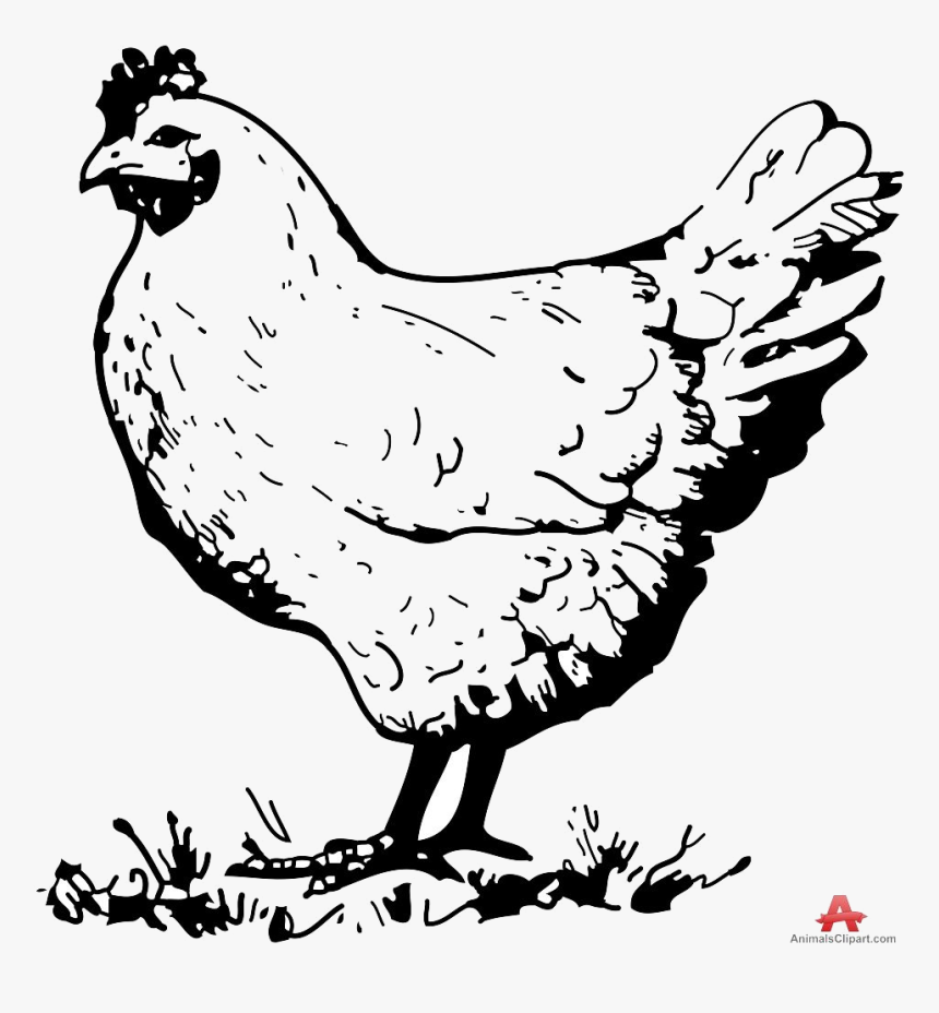 Chicken Vintage Clipart Black And White Clipartfox - Black And White Chicken Clip Art, HD Png Download, Free Download