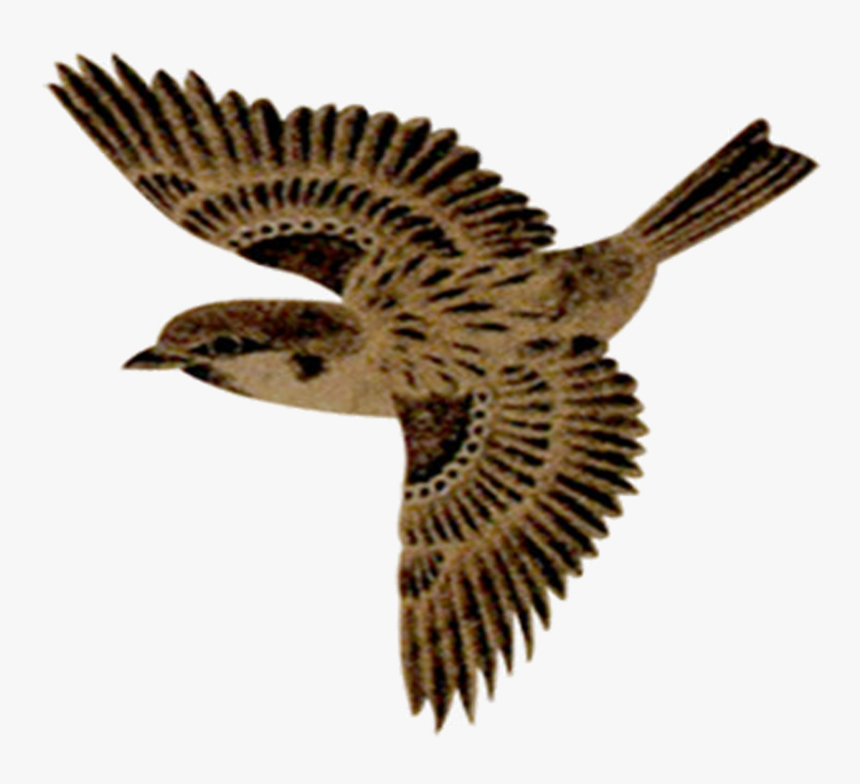 Flying Sparrow Transparent Background, HD Png Download, Free Download