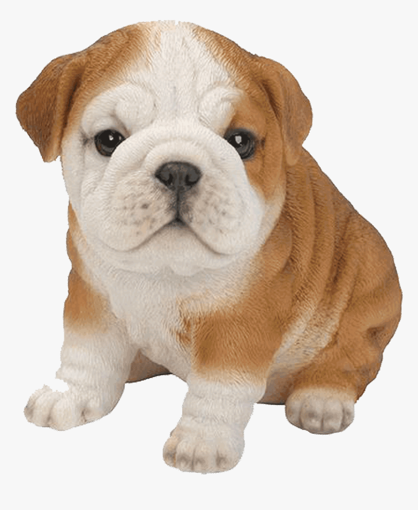 French Bulldog Golden Retriever Labrador Retriever - Bulldog Puppy Pic Transparent, HD Png Download, Free Download