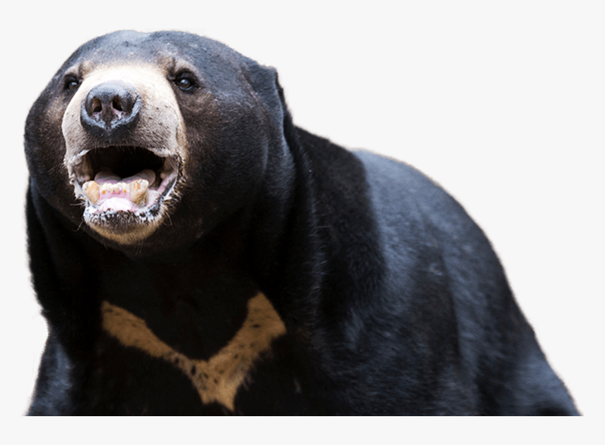 American Black Bear Png Transparent Background - Sun Bear, Png Download, Free Download