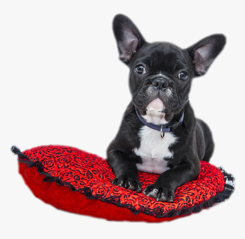 Valentines Dog Puppy, HD Png Download, Free Download