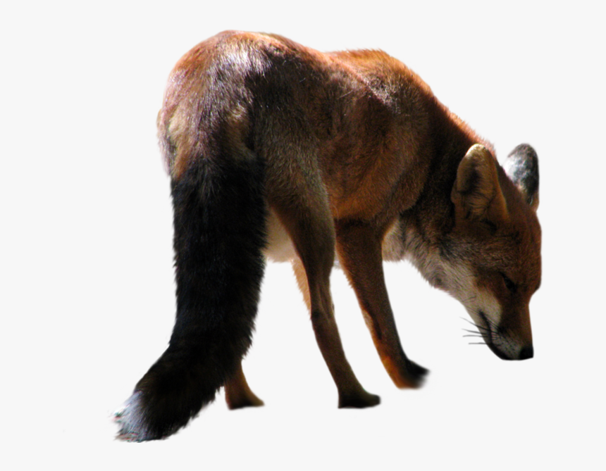 Fox, HD Png Download, Free Download