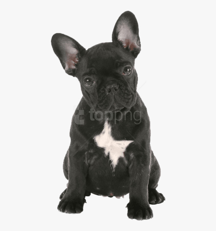 Bulldog,dog Group,bulldog,companion Dog,toy Bulldog,rare - French Bulldog Png Free, Transparent Png, Free Download