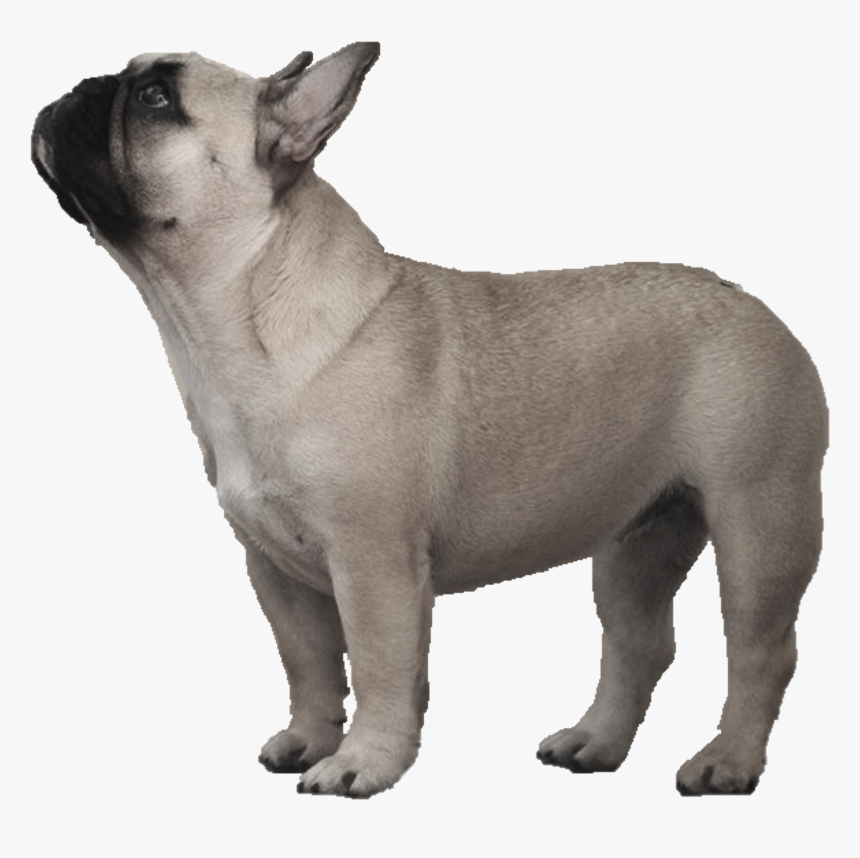 Watermelon Transparent French Bulldog - Transparent Background French Bulldog Png, Png Download, Free Download