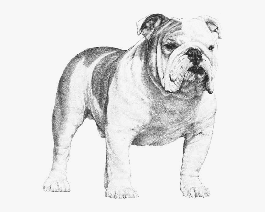 Akc Bulldog, HD Png Download, Free Download