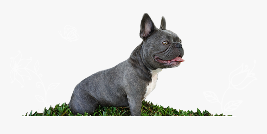 Breed,canidae,french Bulldog,snout,toy Bulldog,companion - Blue White Mini French Bulldog, HD Png Download, Free Download