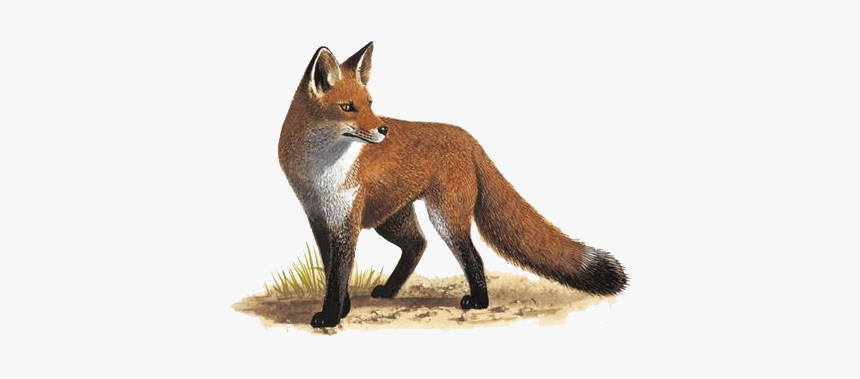 Fox Png Free Pic - Fox Png, Transparent Png, Free Download