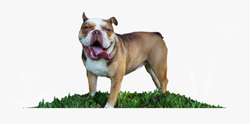 Penelope The Chocolate Tri English Bulldog Rare Color - Olde English Bulldogge, HD Png Download, Free Download