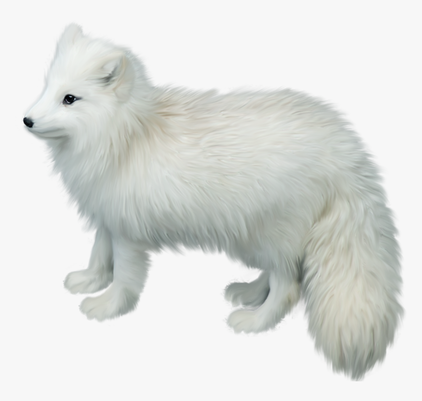 Arctic Fox Png Picture - Arctic Fox No Background, Transparent Png, Free Download