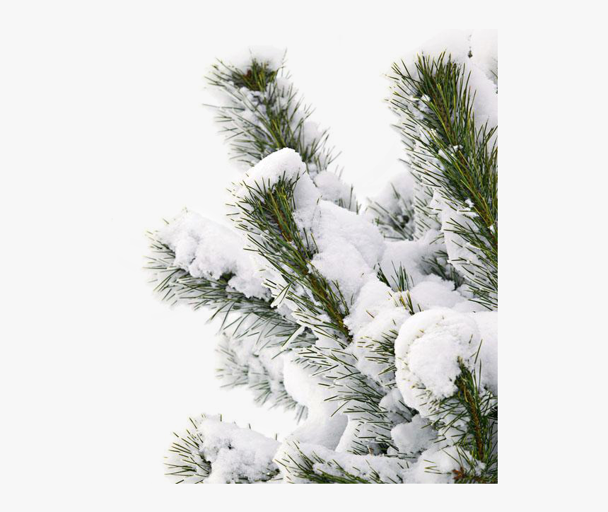 Winter Snow Smile Tree - Winter Snow Snow Png, Transparent Png, Free Download