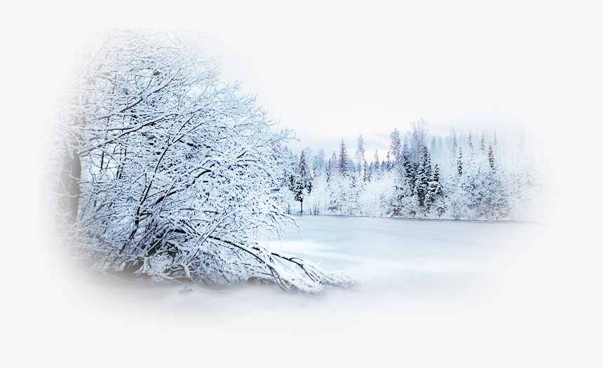 Winter Desktop Wallpaper Photography Snow Clip Art - Forest Snowy Tree Transparent Background, HD Png Download, Free Download