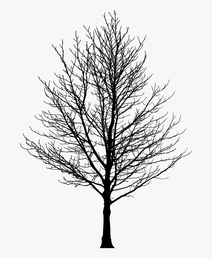 Barren Tree Silhouette - Winter Tree Silhouette Png, Transparent Png, Free Download