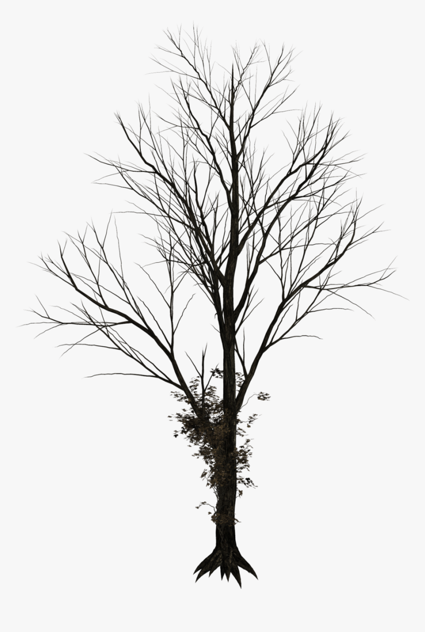 Tree Drawing Clip Art - Winter Tree Drawing Png, Transparent Png, Free Download