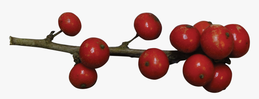 Holly Berries Transparent Png, Png Download, Free Download