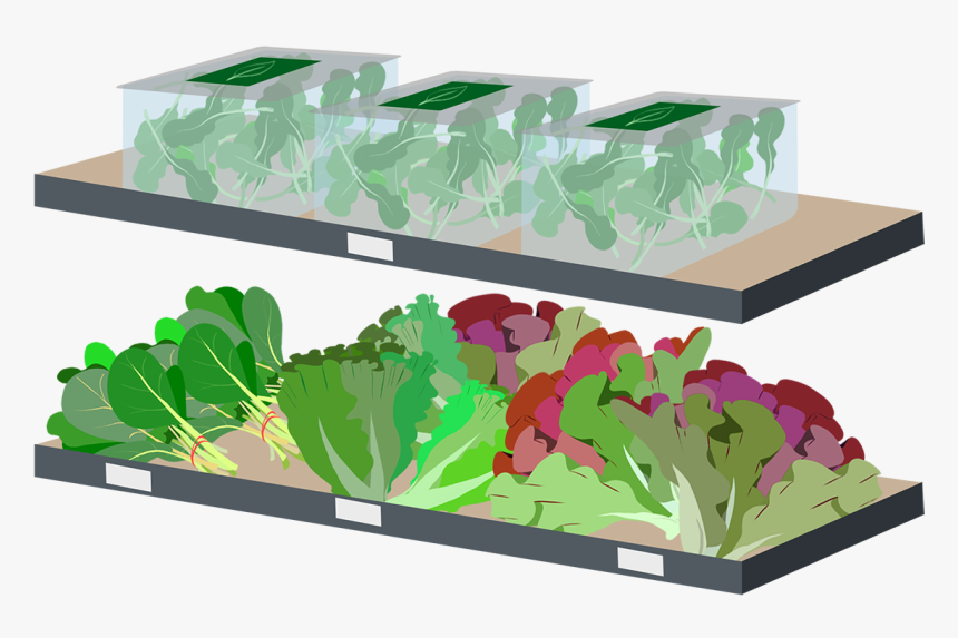 Tree, HD Png Download, Free Download