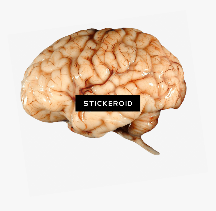 Brain, HD Png Download, Free Download