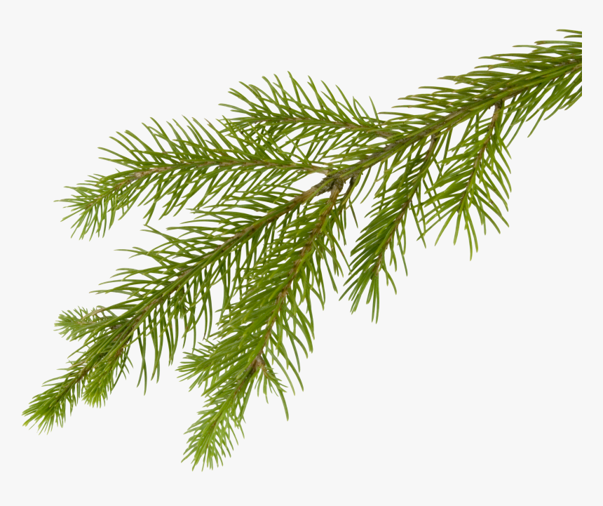 Fir Tree, HD Png Download, Free Download