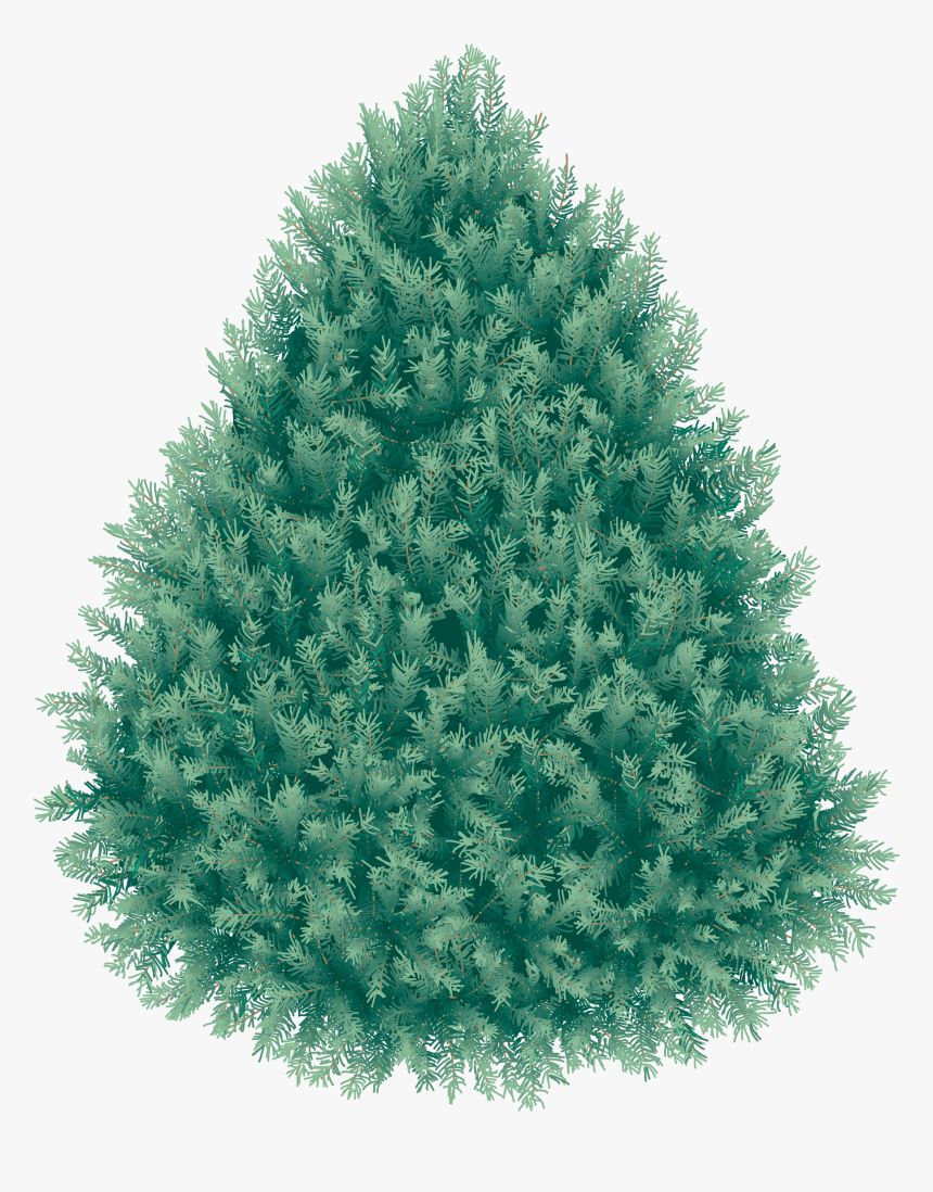 Real Christmas Fir Tree Png Image - Загадки На Букву Ё, Transparent Png, Free Download
