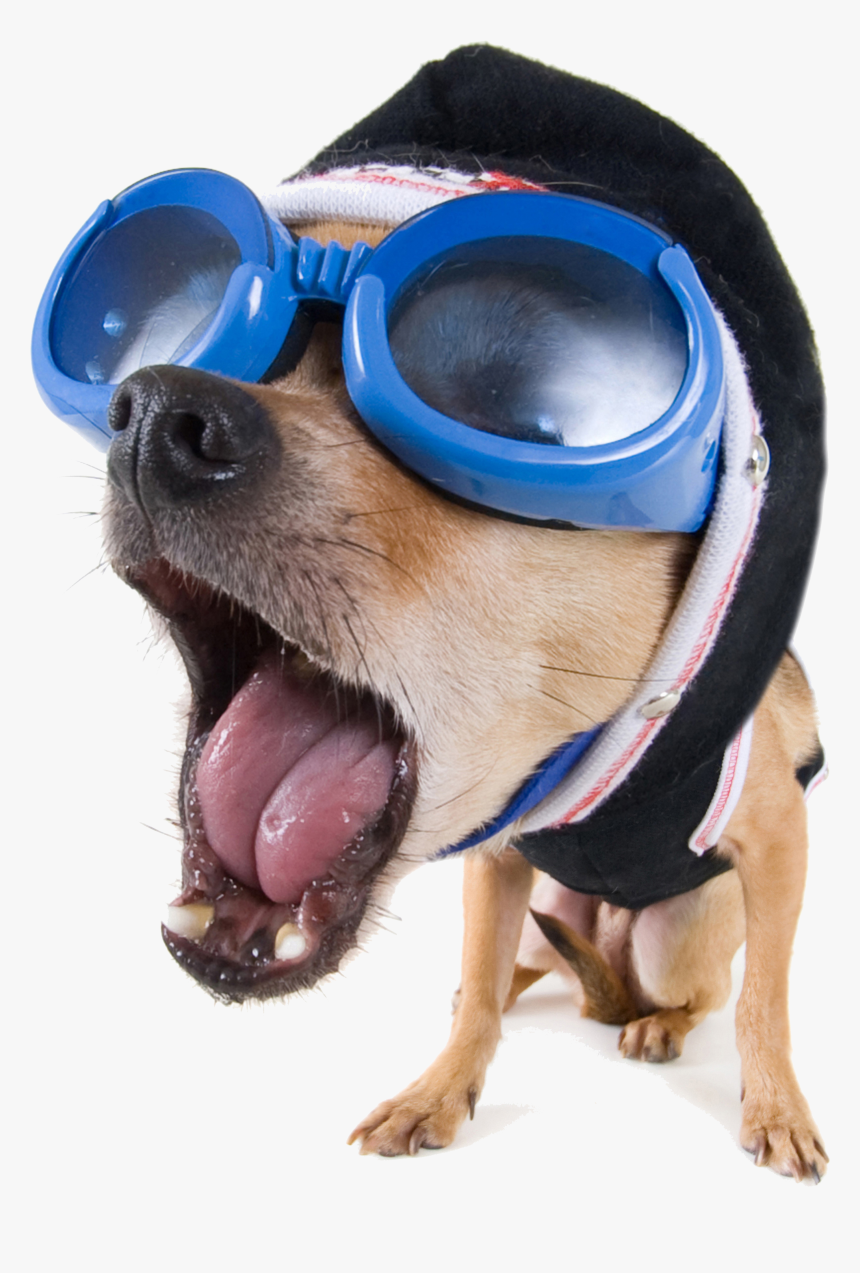 Funny Vector Dog Stock - Funny Hd Image Download, HD Png Download, Free Download