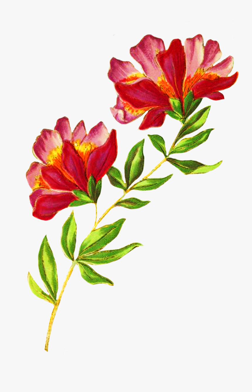 Beautiful Delicate Flower - Beautiful Flowers Image Png, Transparent Png, Free Download