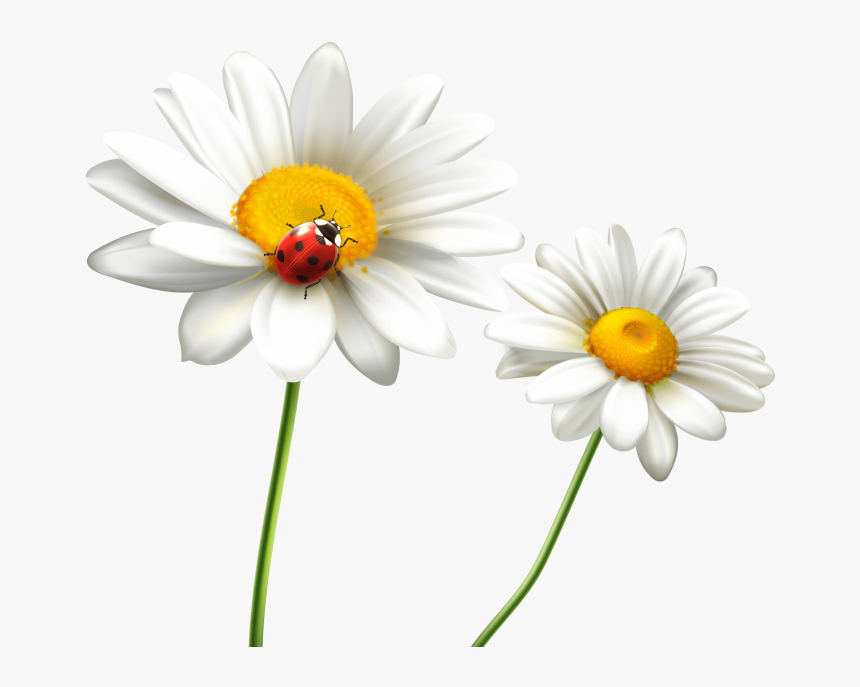 Beautiful Flowers Png Image Free Download Searchpng - Beautiful Flower Images Download, Transparent Png, Free Download