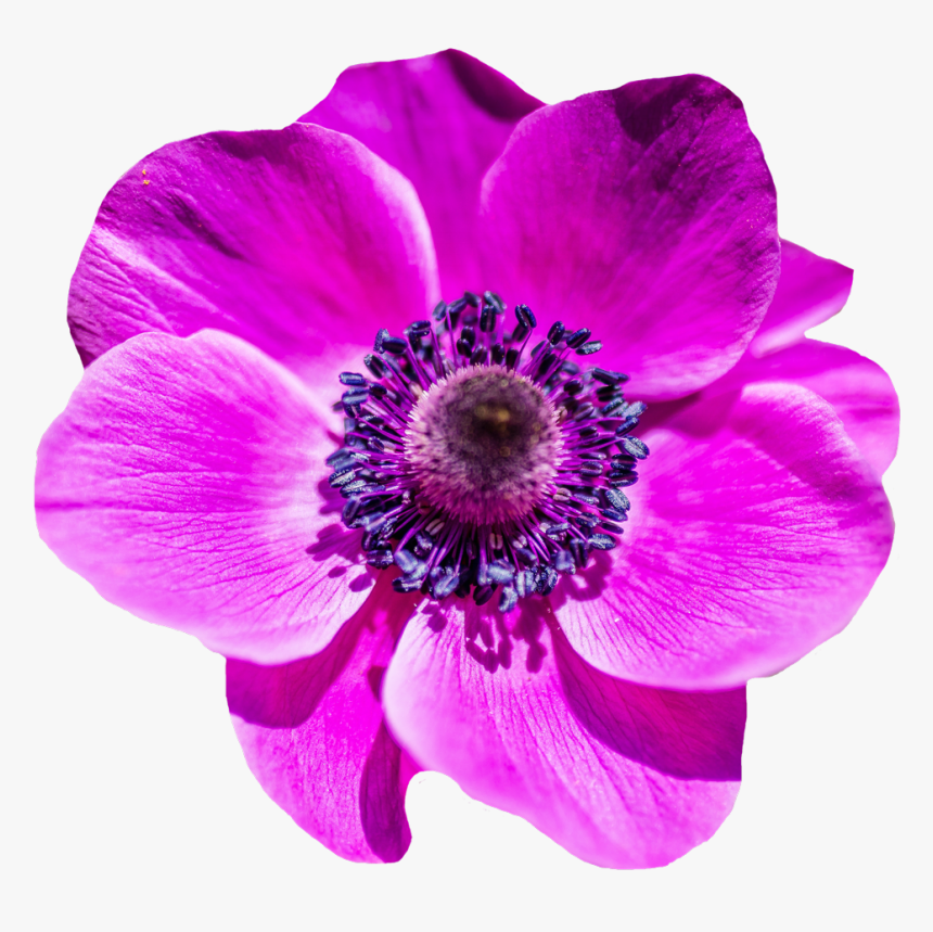 Flower Png Image, Transparent Png, Free Download