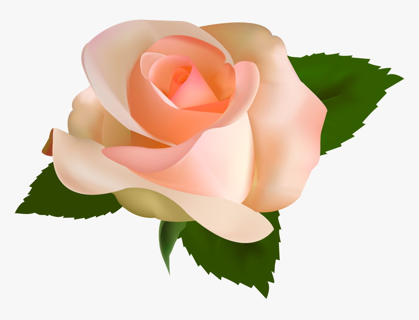 Beautiful Rose Png Clipart - Pink Rose Transparent Background Hd, Png Download, Free Download