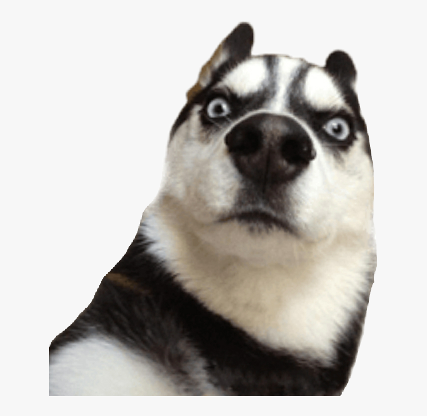47-475330_dog-png-funny-stickers-whatsapp-memes-png-transparent.png