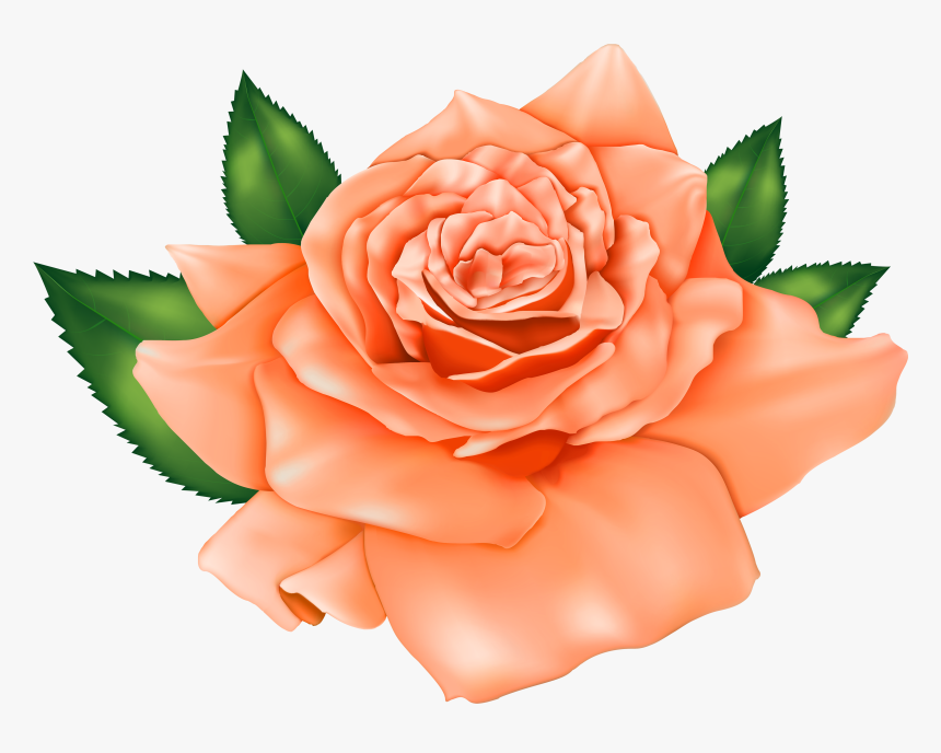 Beautiful Orange Rose Png Clipart - Rose Clipart Flowers, Transparent Png, Free Download