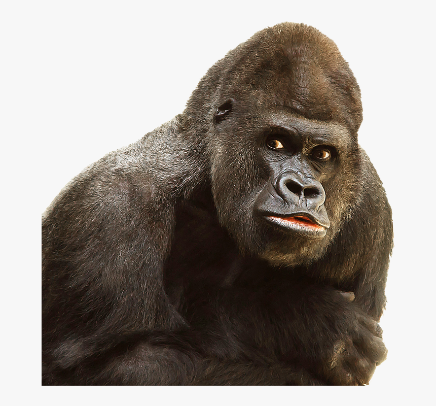 Gorilla Png, Transparent Png, Free Download