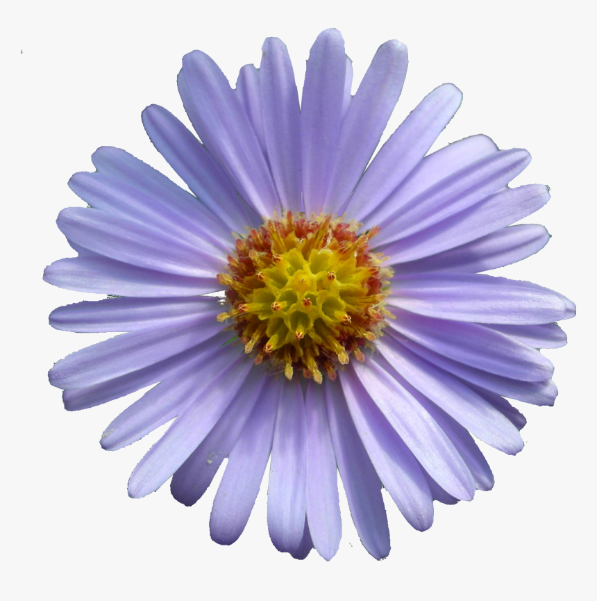 September Flower Aster Png - September Aster Flower, Transparent Png, Free Download