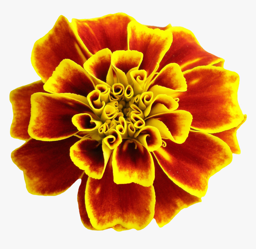 Flower Png Image - Portable Network Graphics, Transparent Png, Free Download