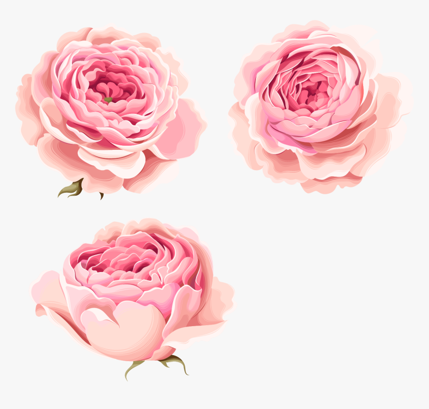 Transparent Beautiful Flowers Png - Pink Peony Flower Png, Png Download, Free Download