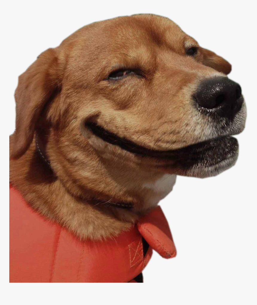 Funny Animal Png - Funny Dog Png, Transparent Png, Free Download