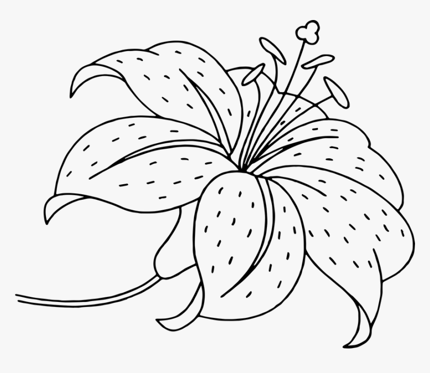 Flower, Flowers, Beautiful Flower, Garden Flowers - Colouring Pages Of Lilies, HD Png Download, Free Download