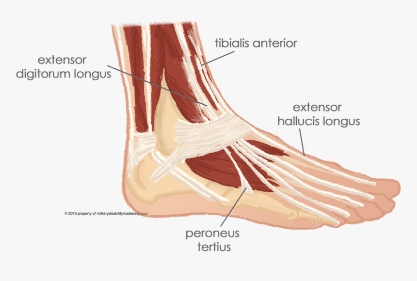 Peroneus Tertius, HD Png Download, Free Download