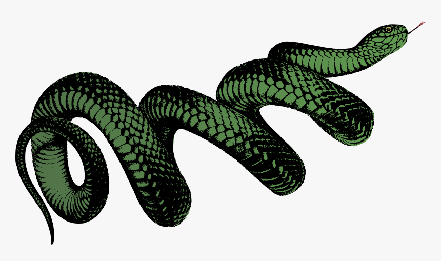 Australia Pseudechis Porphyriacus Black Snake Snake, - Transparent Background Snake Png, Png Download, Free Download