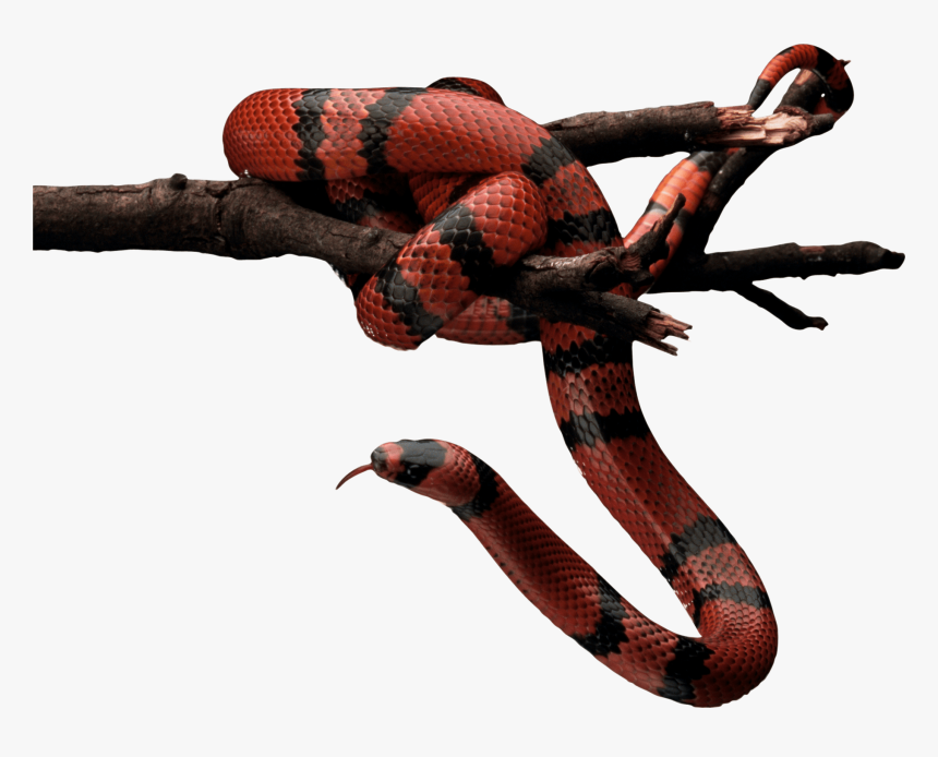 Red Snake - Red Snake Png, Transparent Png, Free Download