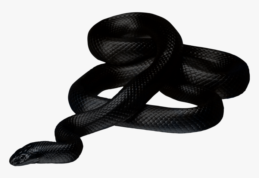 Black Snake - Black Snake Png, Transparent Png, Free Download