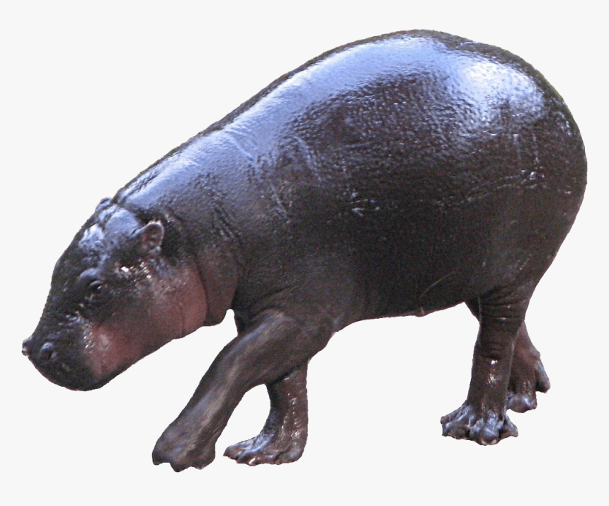 Hippopotamus Png Free Pic, Transparent Png, Free Download