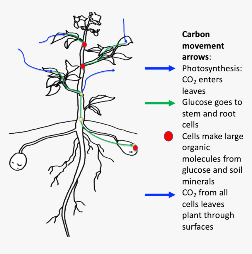 Movement Of Carbon In Plant, HD Png Download, Free Download