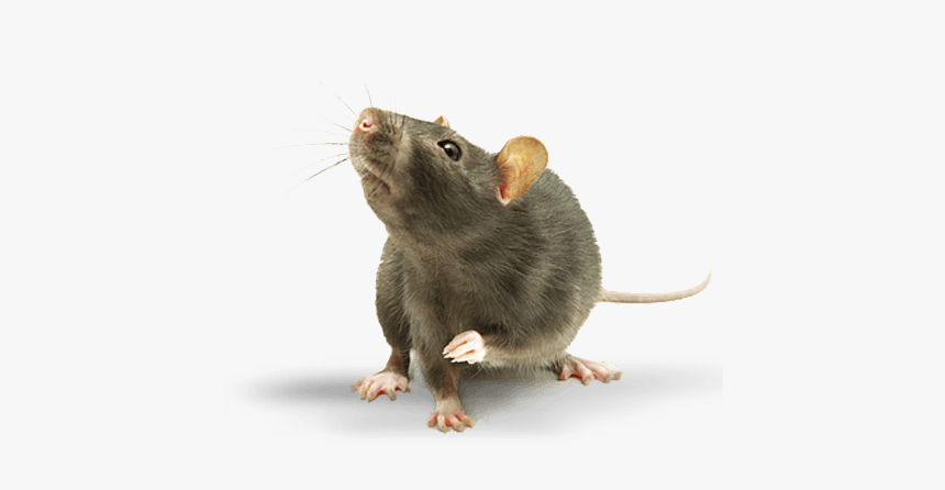 Elephant Rat, HD Png Download, Free Download