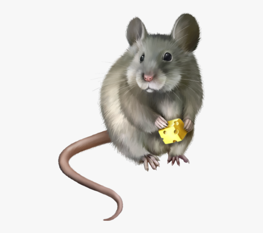 Realistic Mouse Clipart, HD Png Download, Free Download