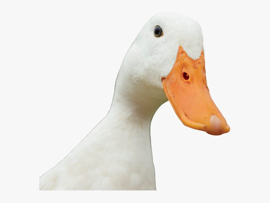 Transparent Ducks Png - Duck, Png Download, Free Download