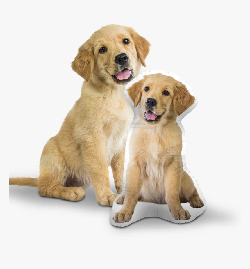 Rspca Pet Insurance, HD Png Download, Free Download