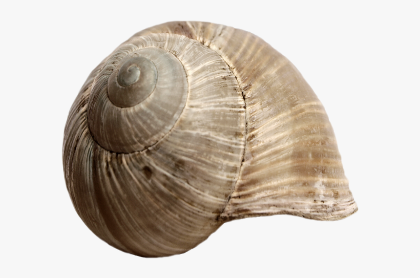 Stock Snail Shell Png By E-di - Snail Shell Png, Transparent Png, Free Download