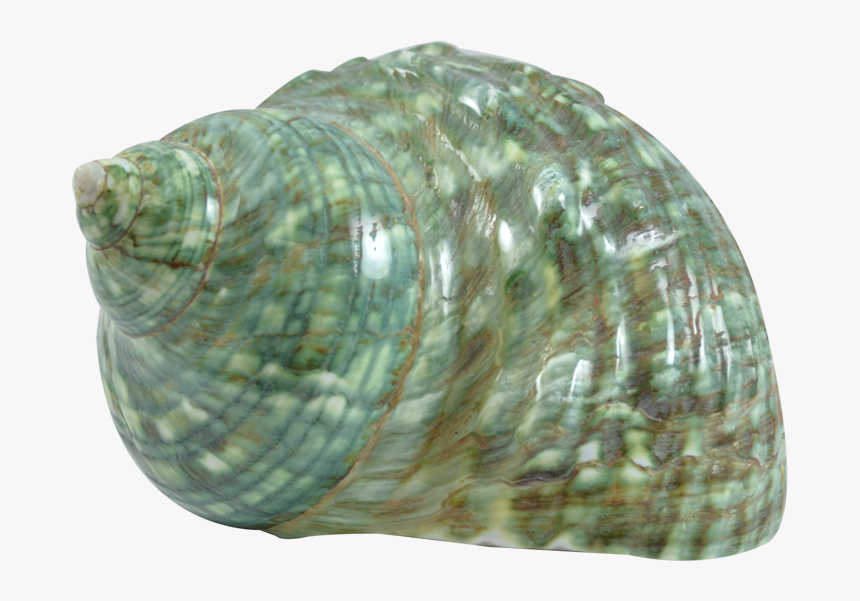 Green Snail Polished - Green Snail Shell, HD Png Download, Free Download