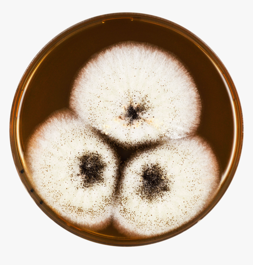 Aspergillus Ellipticus Meaox - Java Coffee, HD Png Download, Free Download