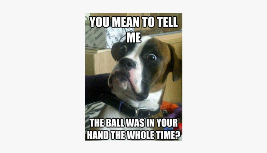 Dog Pics Funny Memes, HD Png Download, Free Download