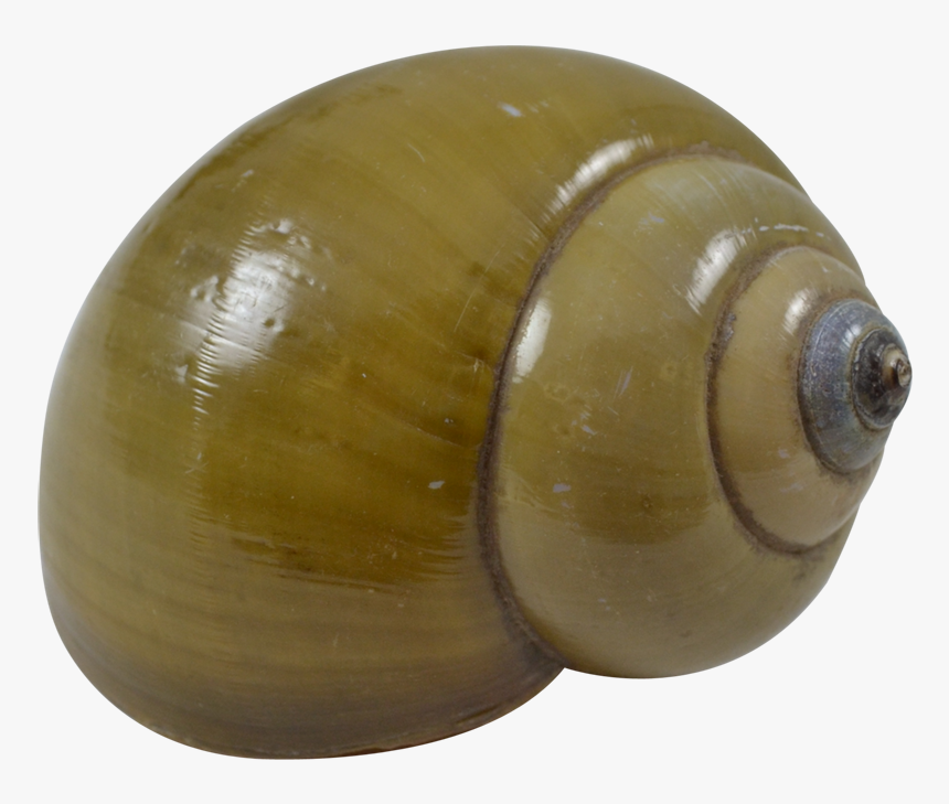 12 Green Land Snail Shells - Lymnaeidae, HD Png Download, Free Download